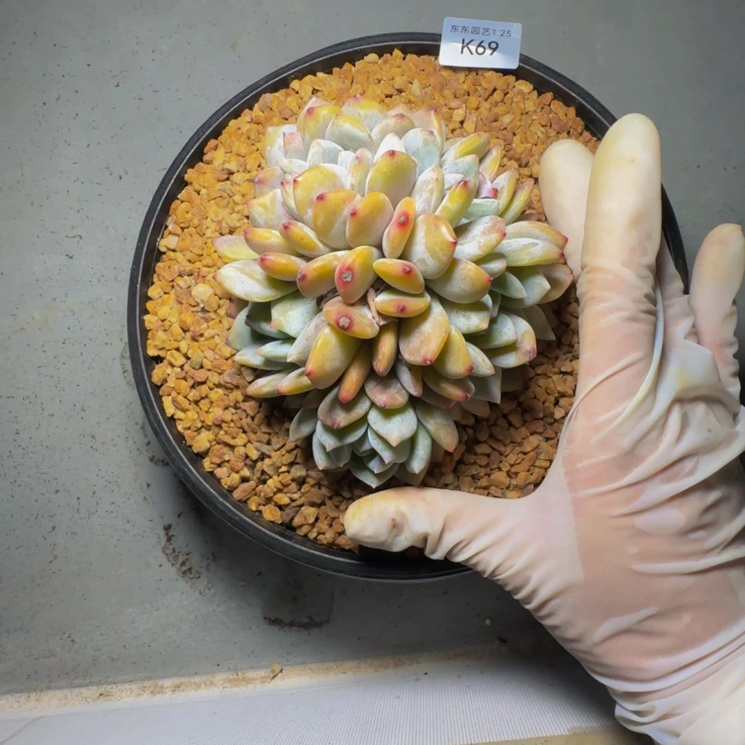 k k k k k k k k 69