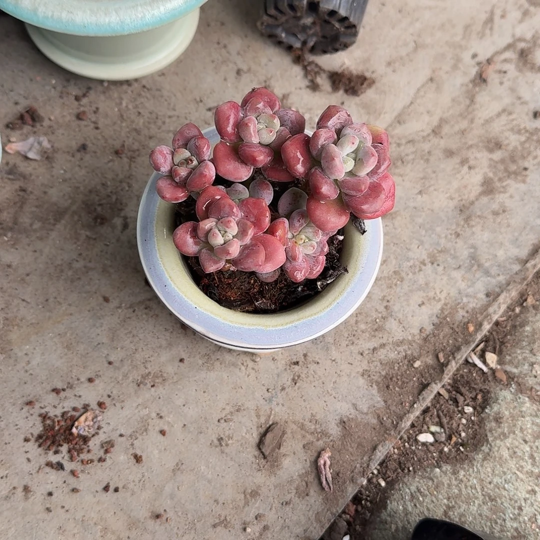 寒***4小号花盆➕8元南瓜多肉