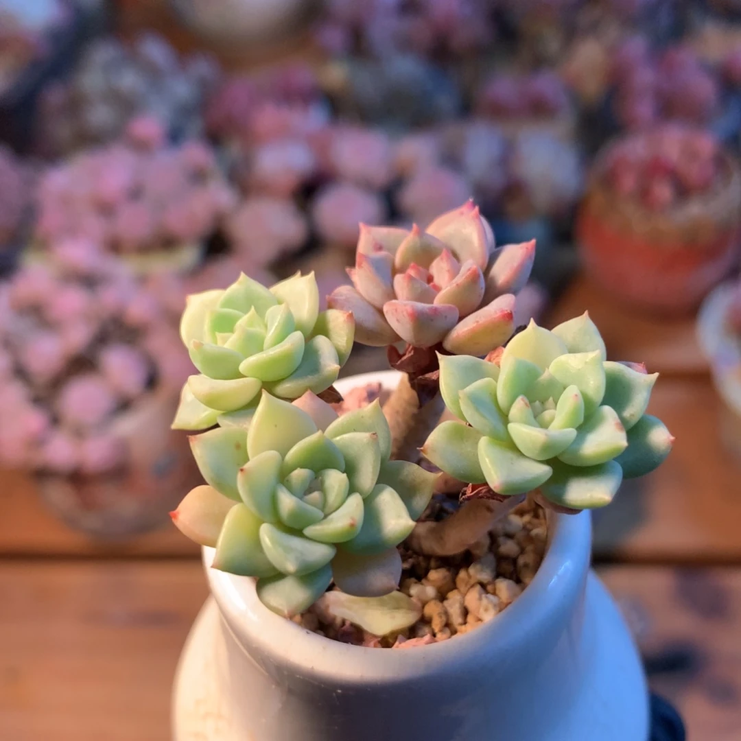 布偶锦一物一拍 028