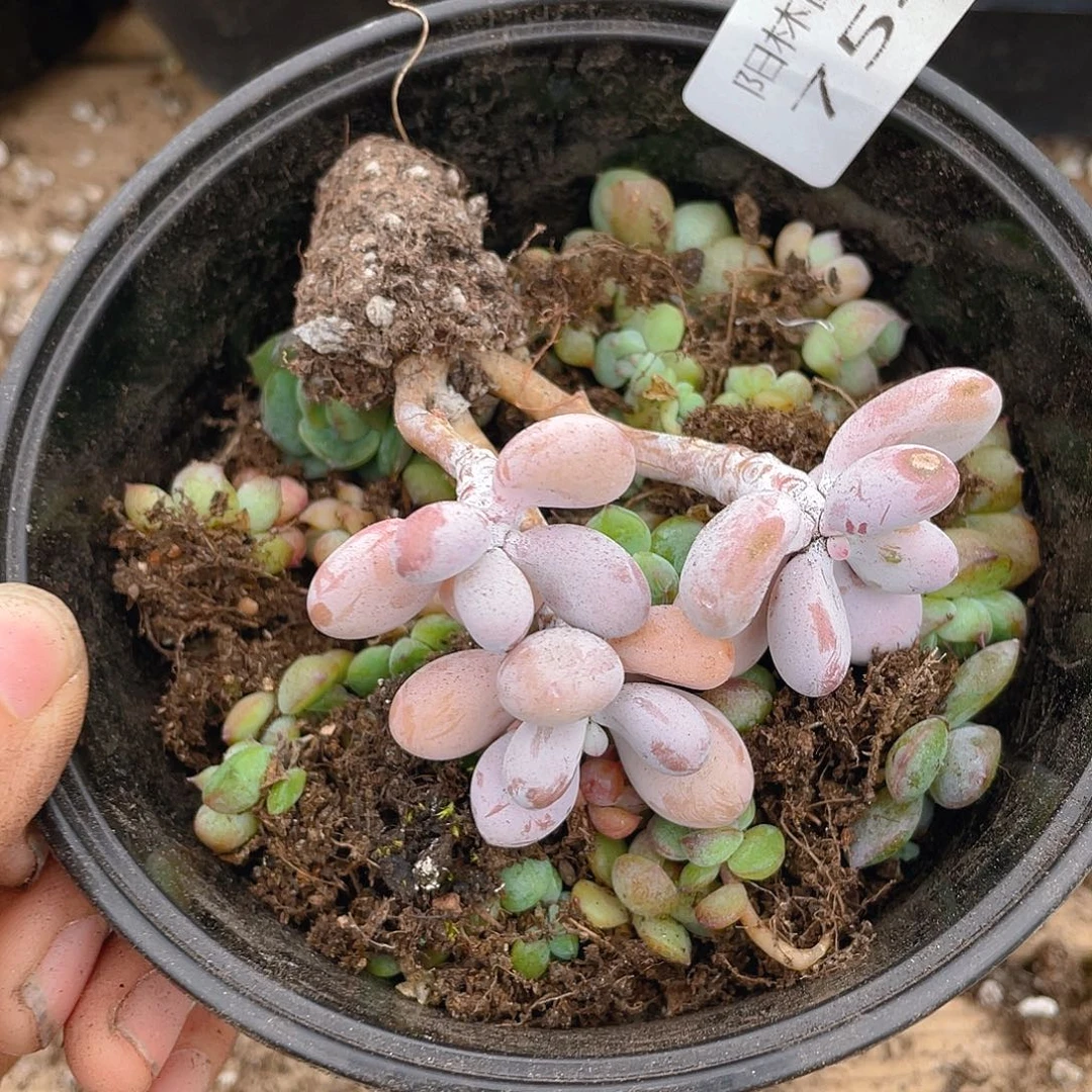 多肉植物多肉植物754