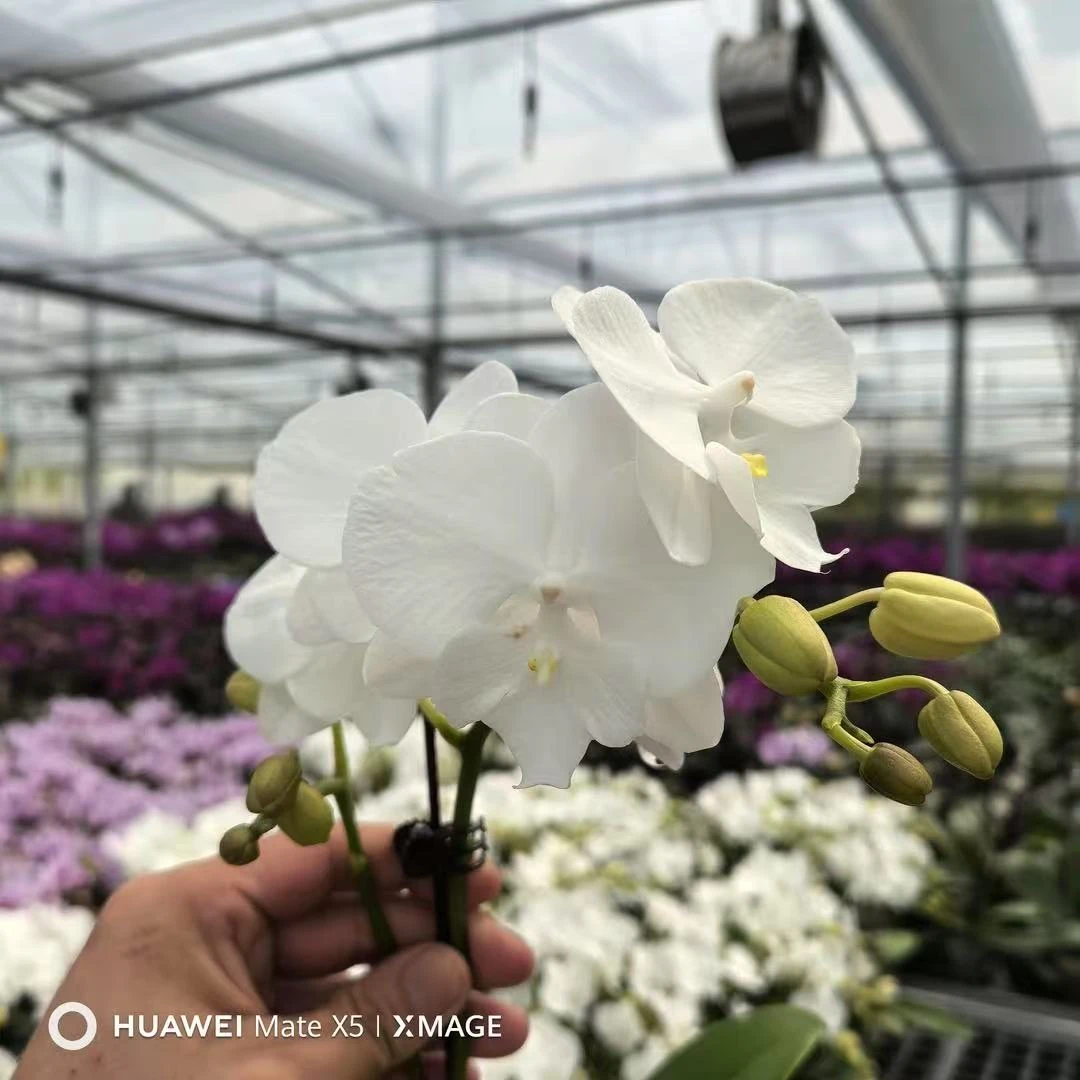 兰屿 LYSLAND【白天鹅】蝴蝶兰鲜花盆栽