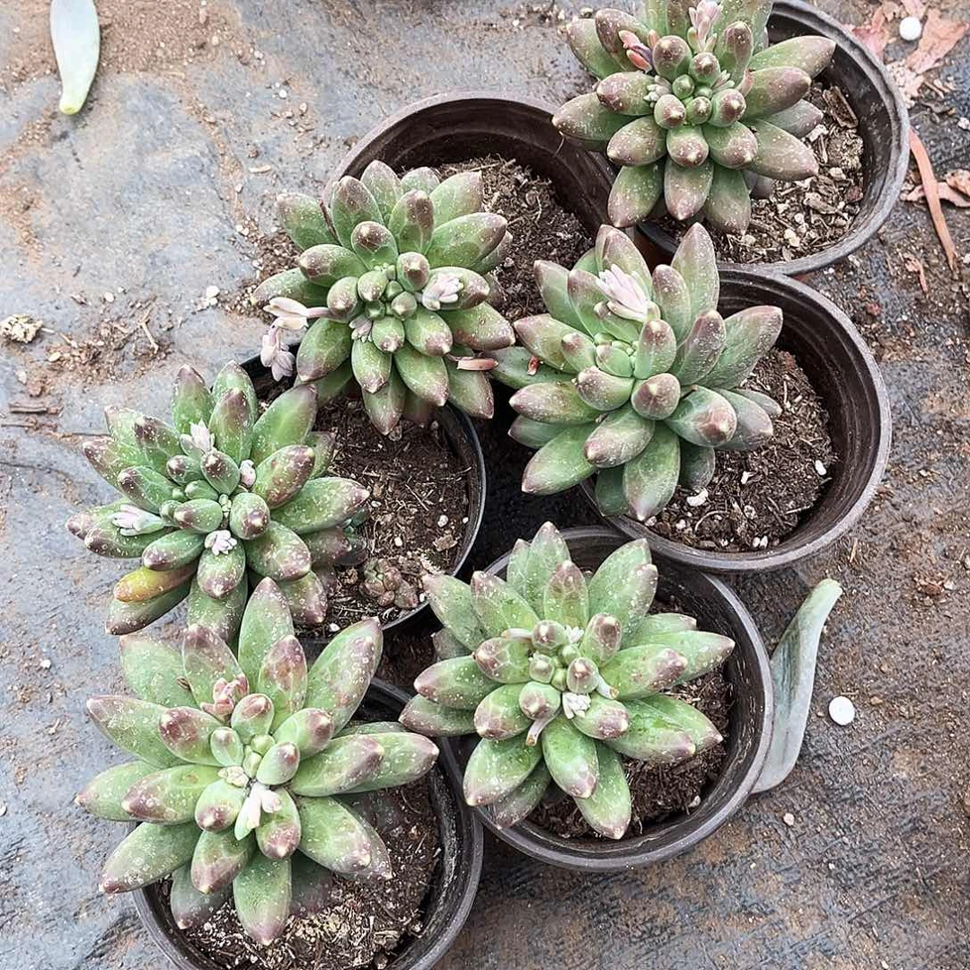 千代6颗19.99多肉植物