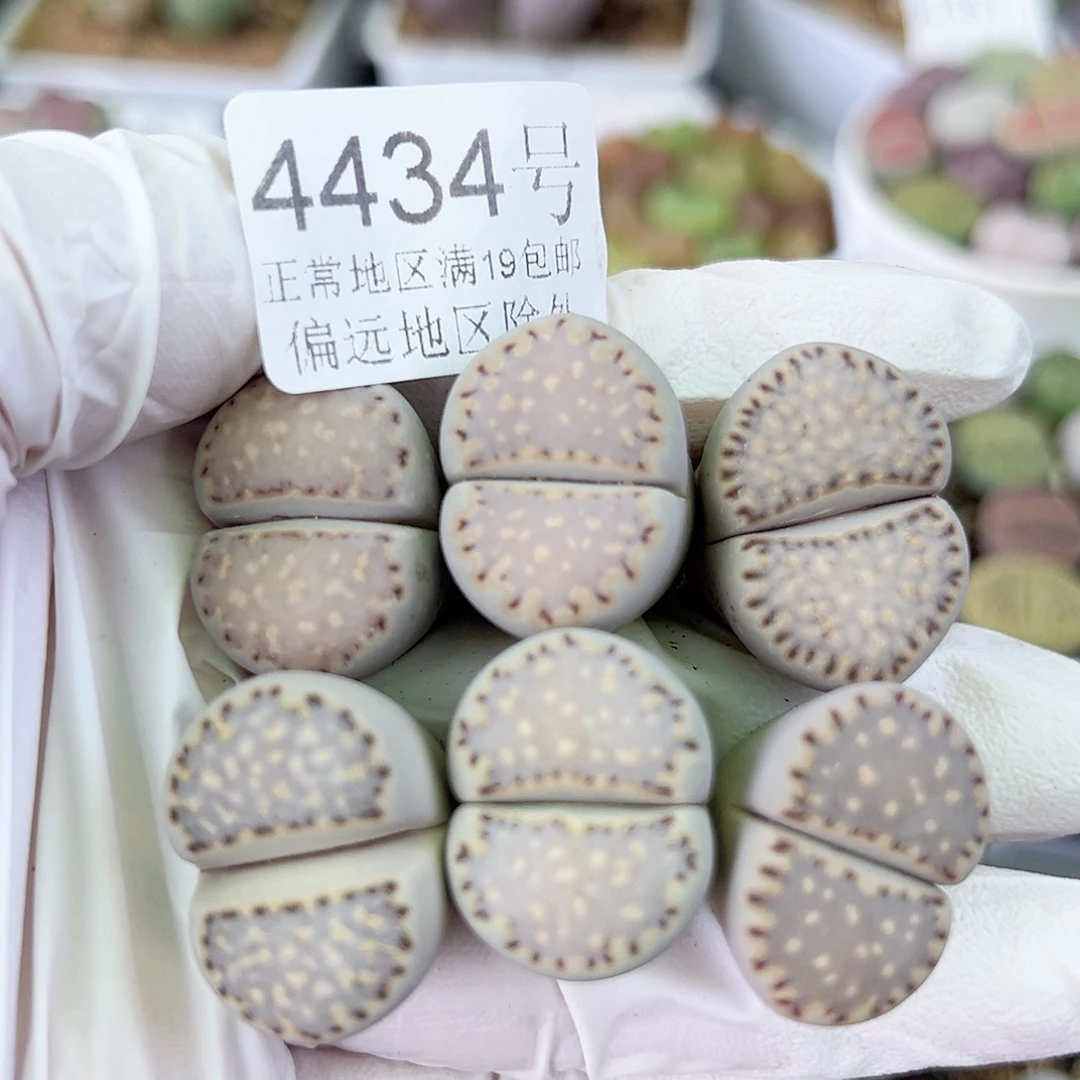 4434五年大饼干6个2-2.3cm