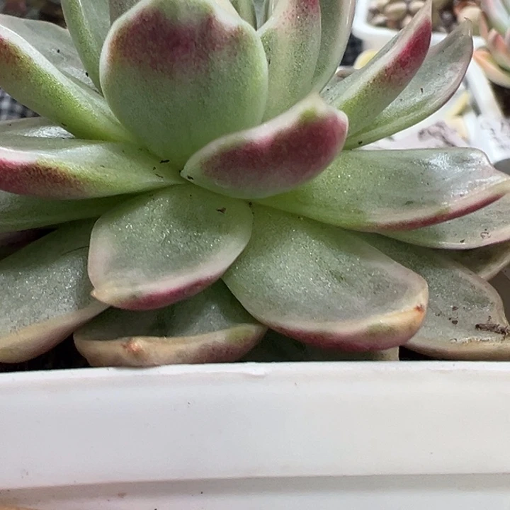 紫水晶锦多肉植物383