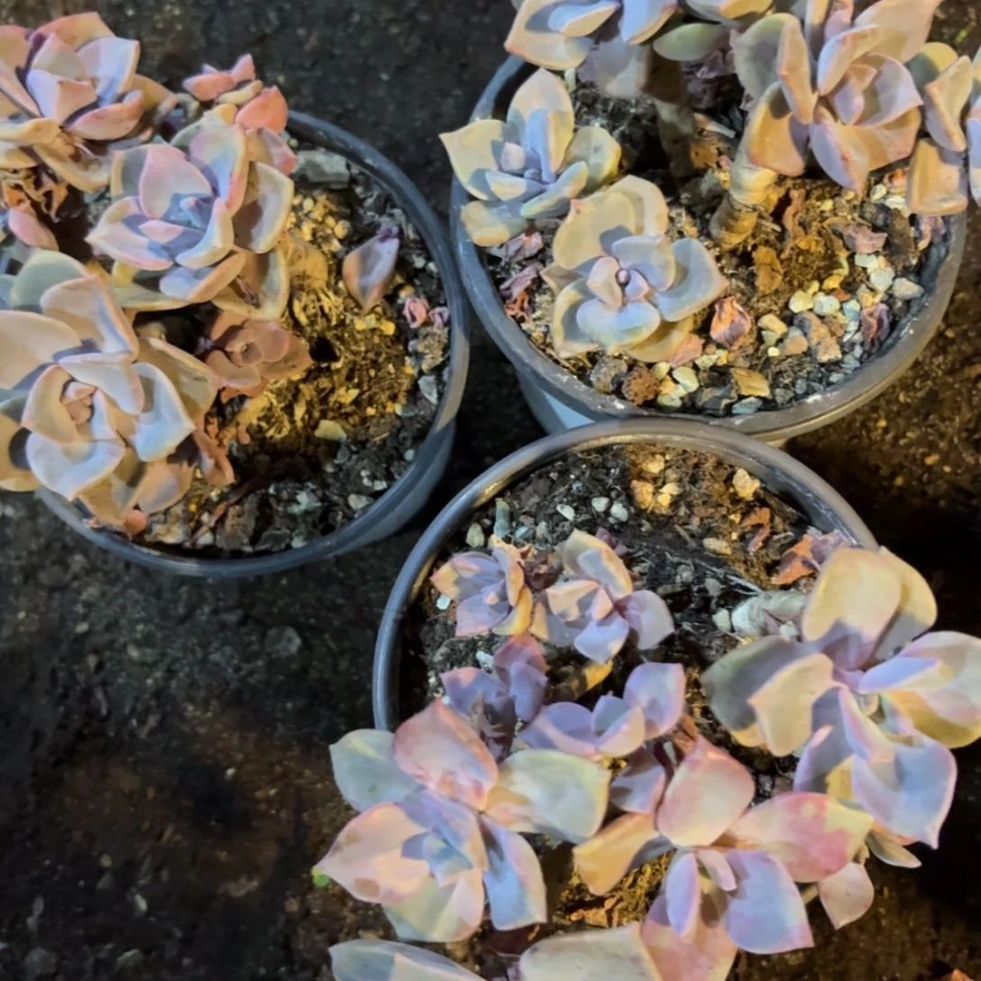 只****?彩虹糖啊啊啊啊
