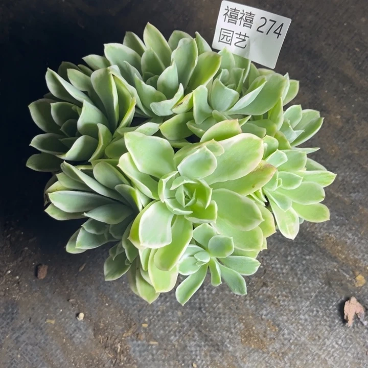 274柠檬玫瑰锦多肉植物