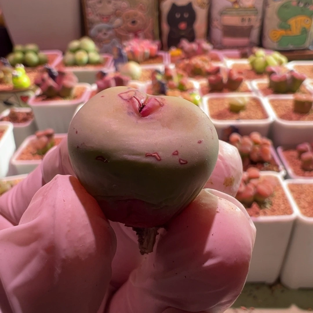 C****Q嘟嘟大p，肉锥植物