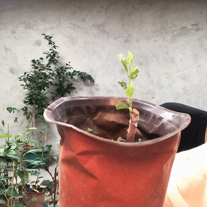欢***欢无花朵❤️嫁接苗88.88