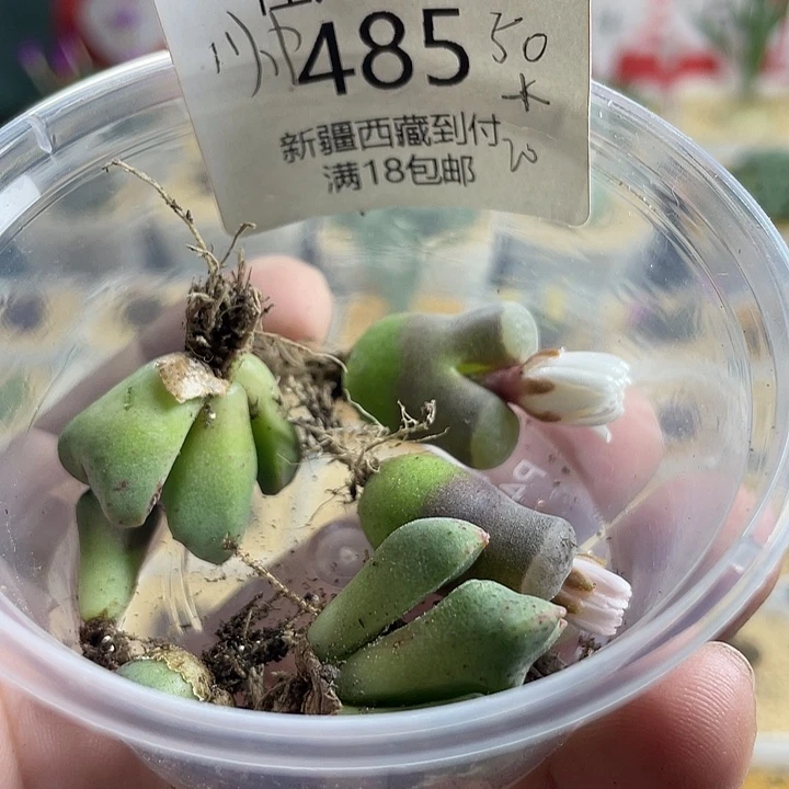 一***帅俩人园艺博览会485
