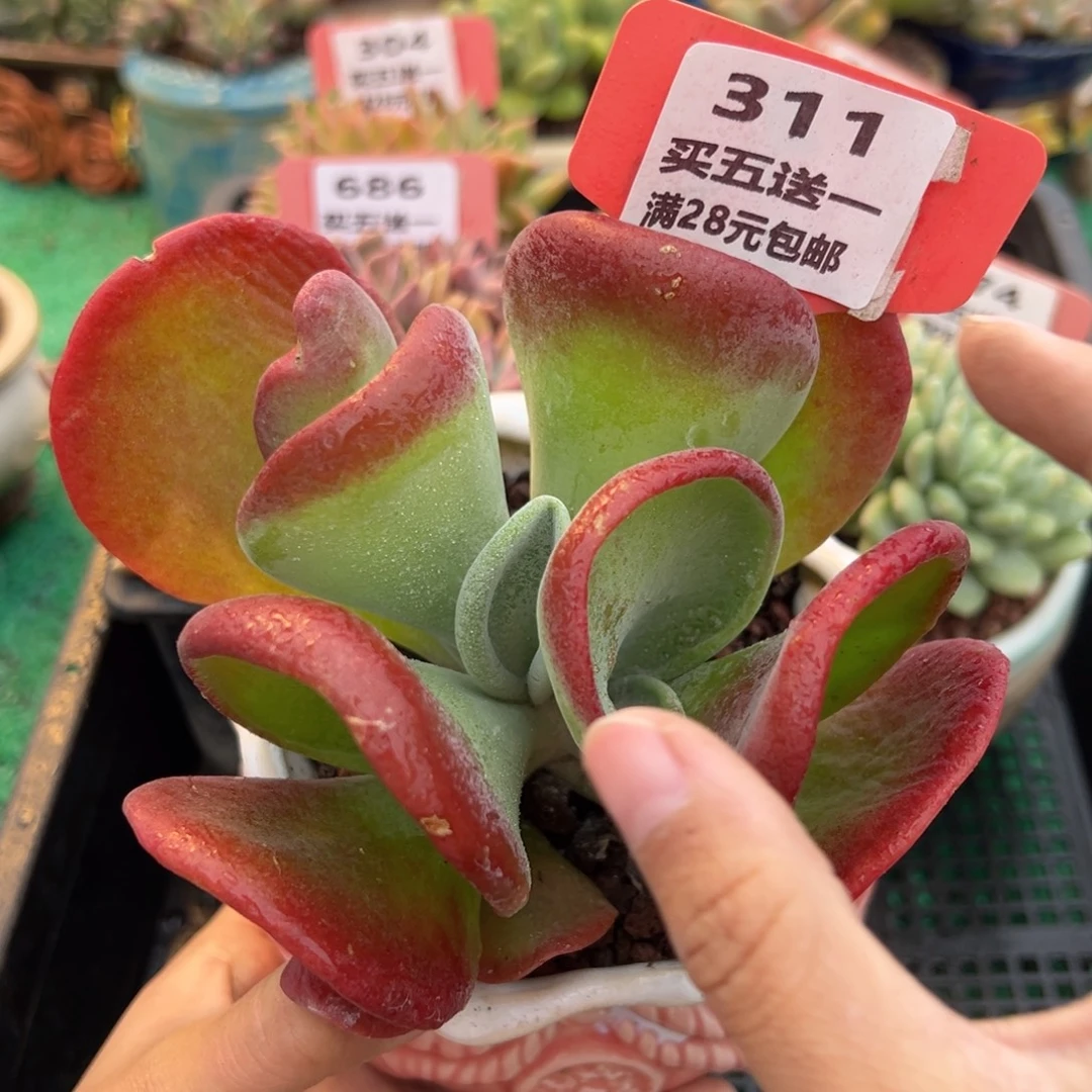 表妹精品多肉植物311.