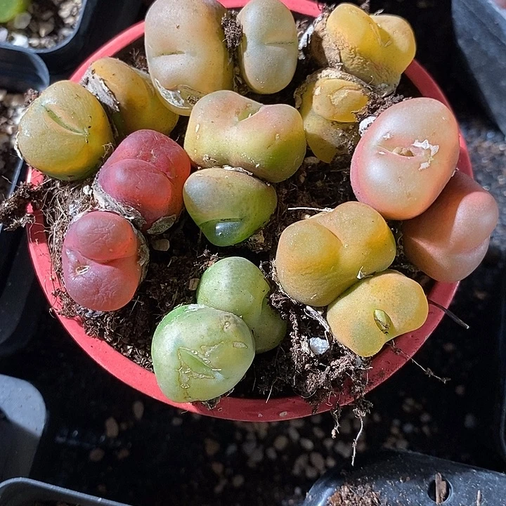 有伤双头蟠桃一颗。