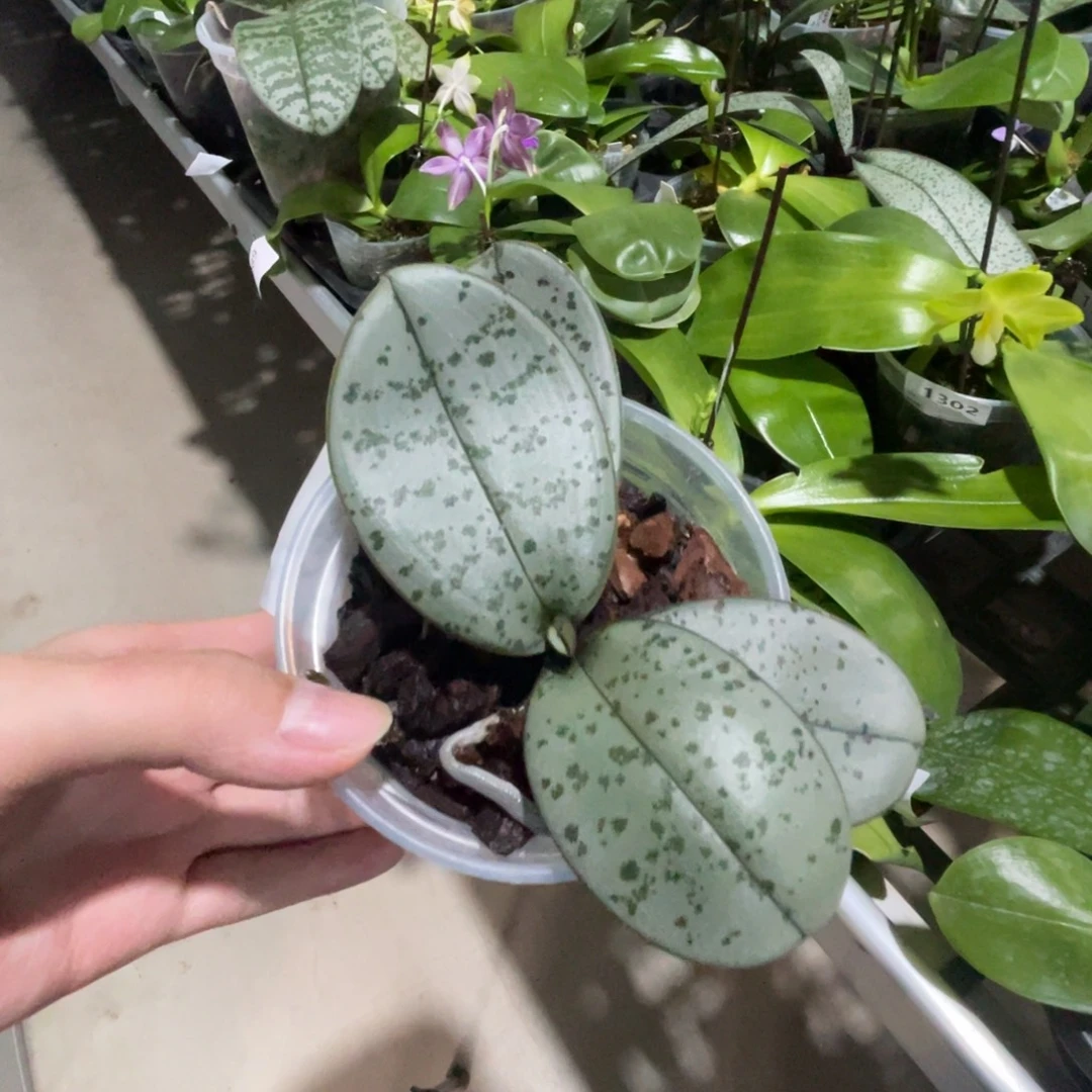 *****完全开放SWR M929-1431