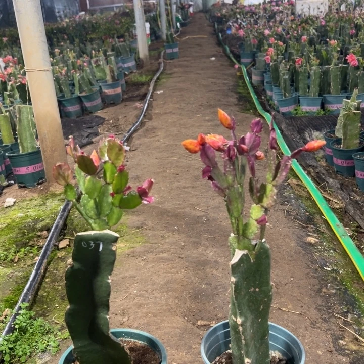 风***至72号037黄色重瓣，888