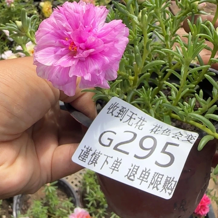 无花朵G295超小苗盆口10cm可能有虫