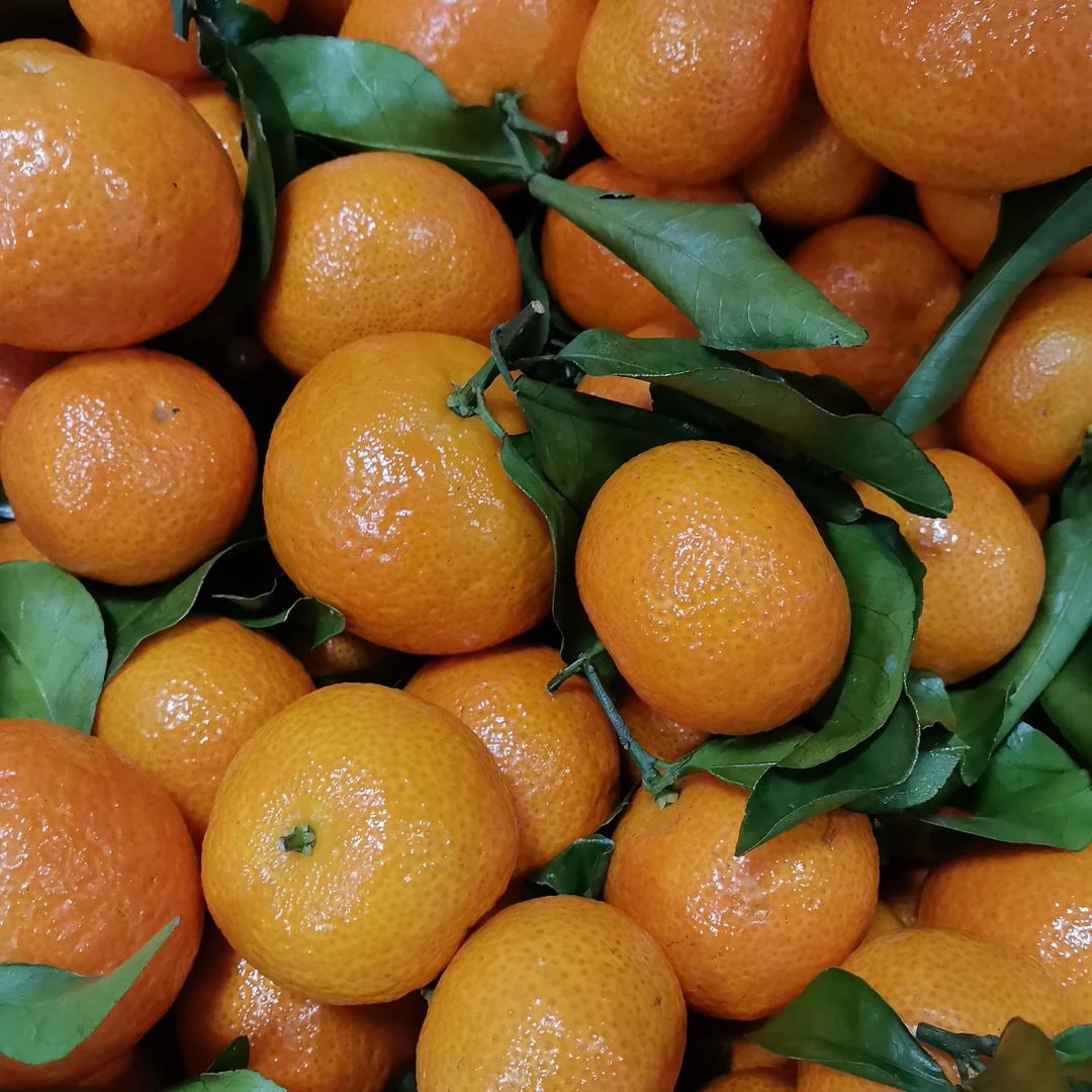 沙糖桔一公斤20元。广西壮族自治区