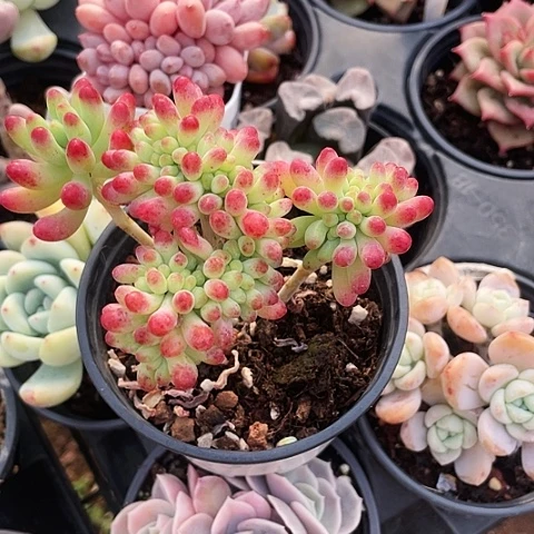 果冻乙女心缀化15.8一盆8888