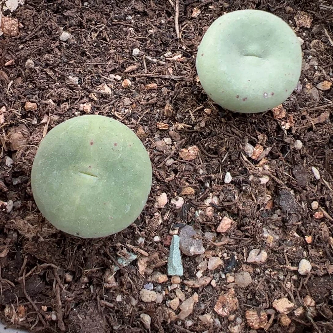 11.29好看的多肉脱土发货734