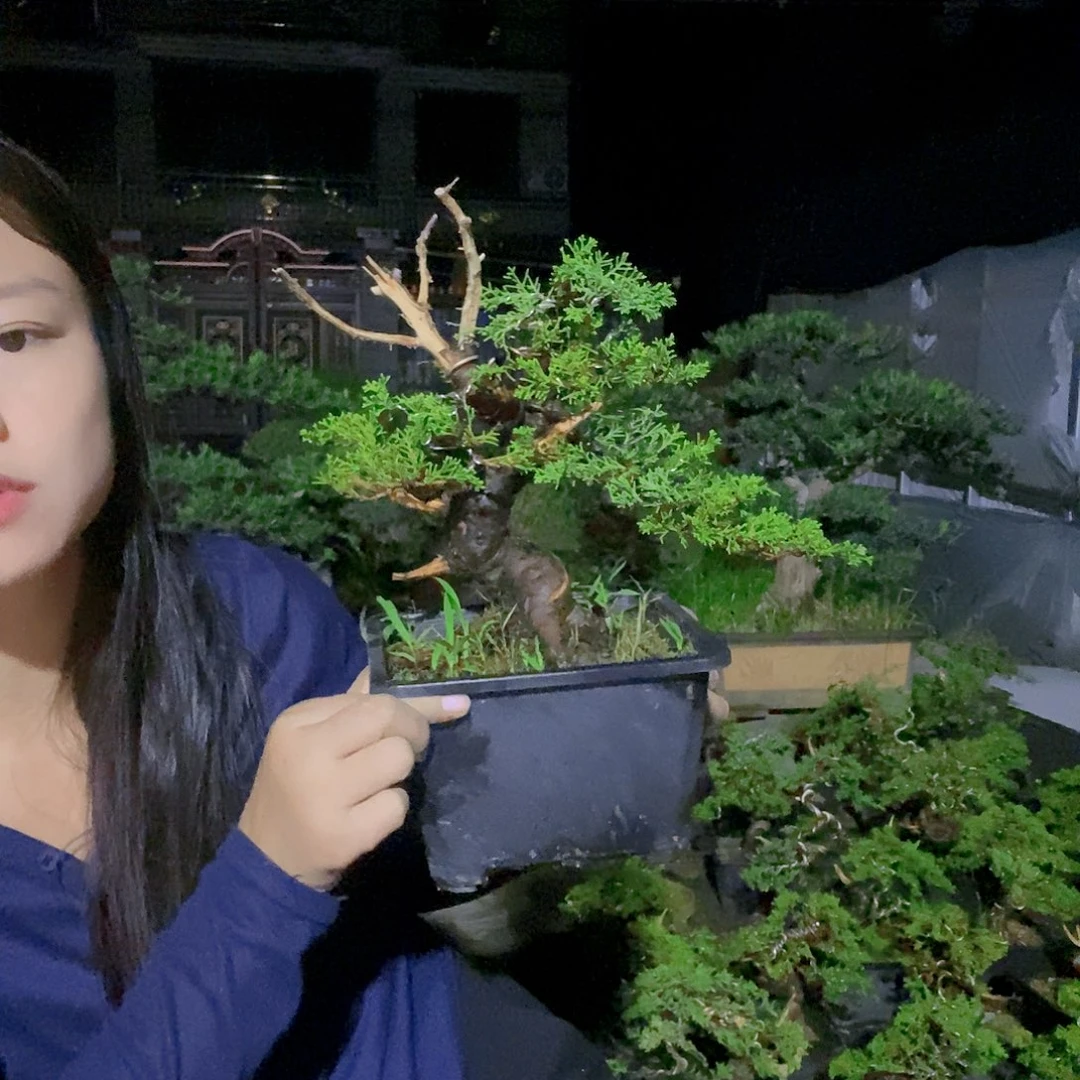 无花朵真柏盆景造型