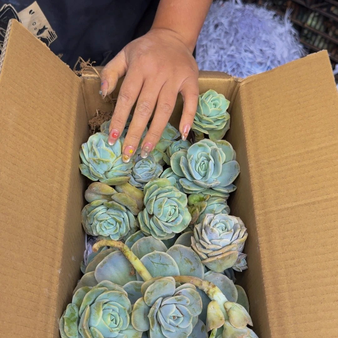 小****多肉砍头 不包损4997