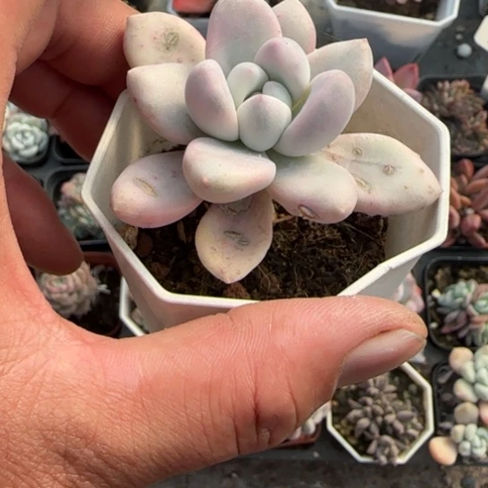 36奥普琳娜锦多肉植物多