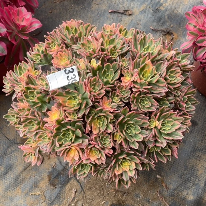 多肉甜茶法师339