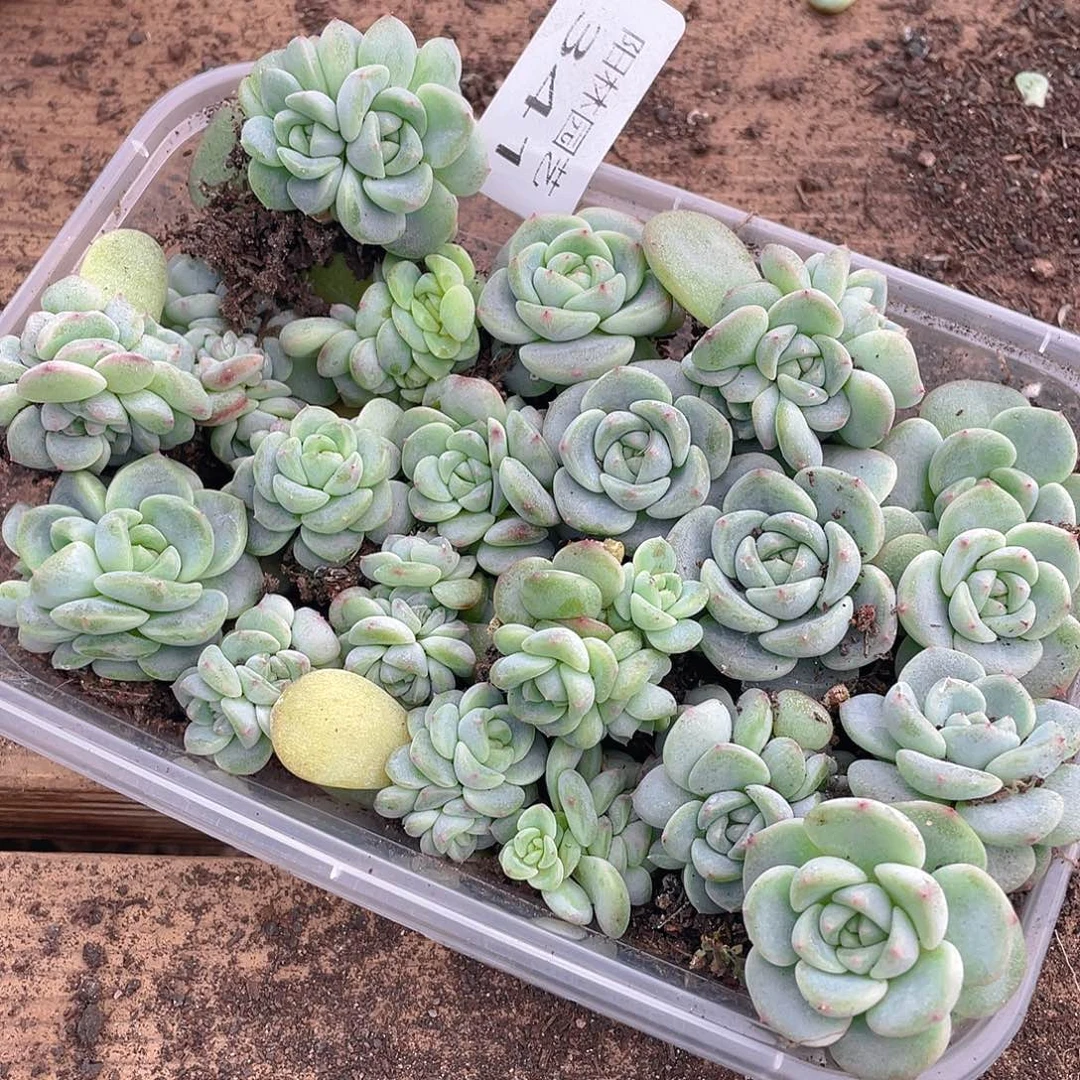 *****多肉植物多肉植物341