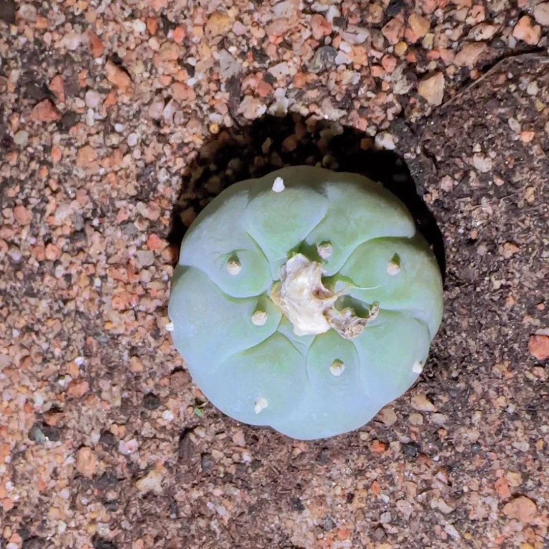 简****明块根植物块根植物