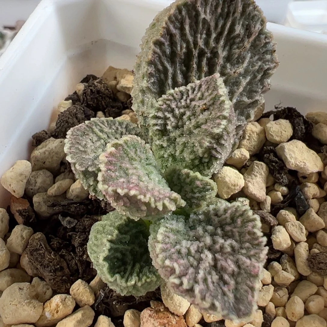 幽月压成株大苗多肉植物