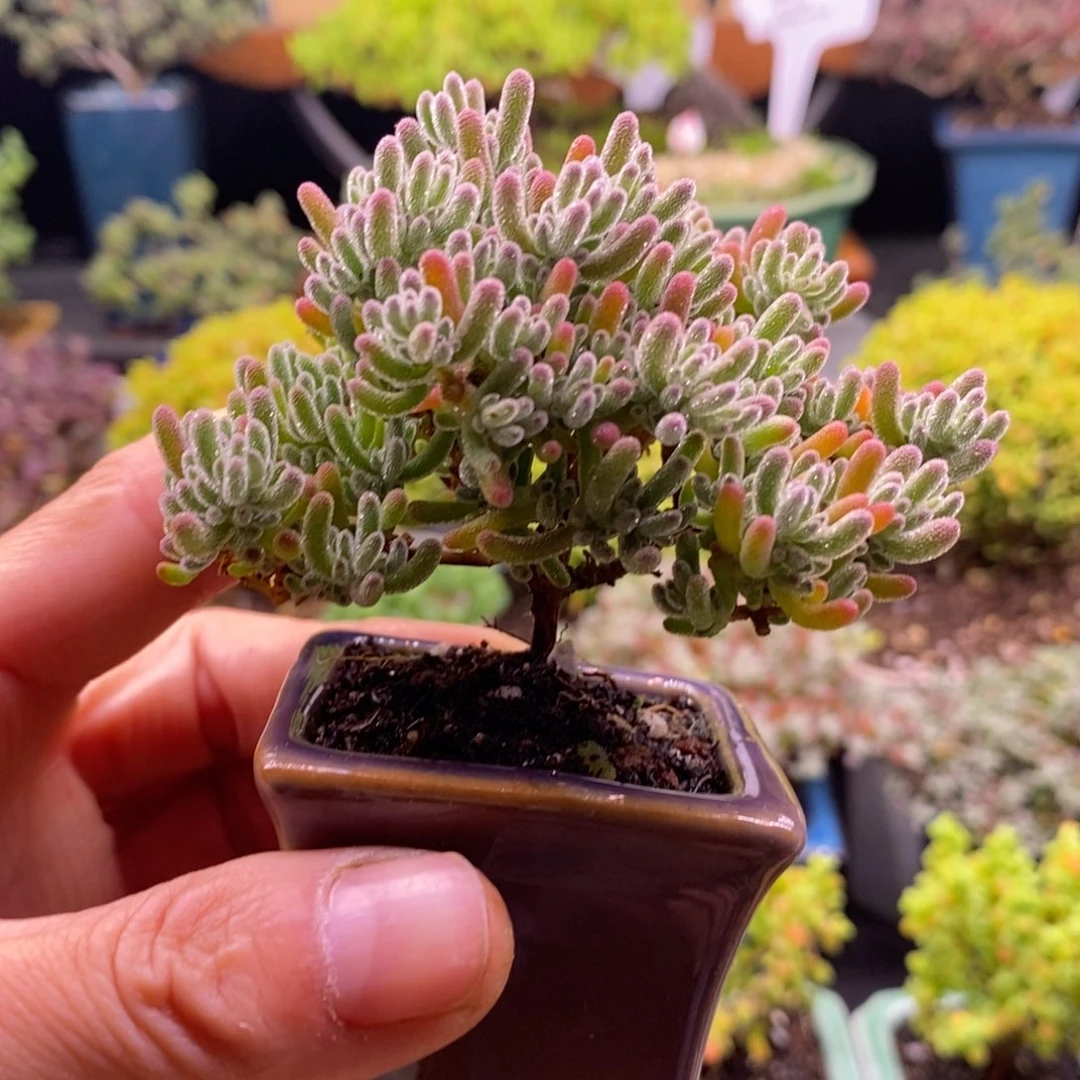 自***丶981。    冰晶。