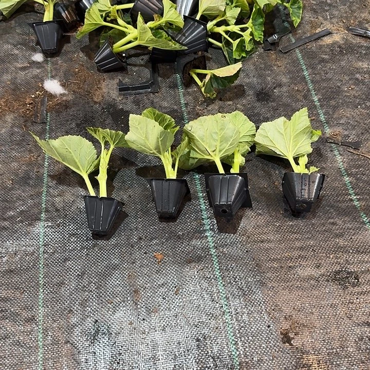 大部分花苞少量开放福利4苗