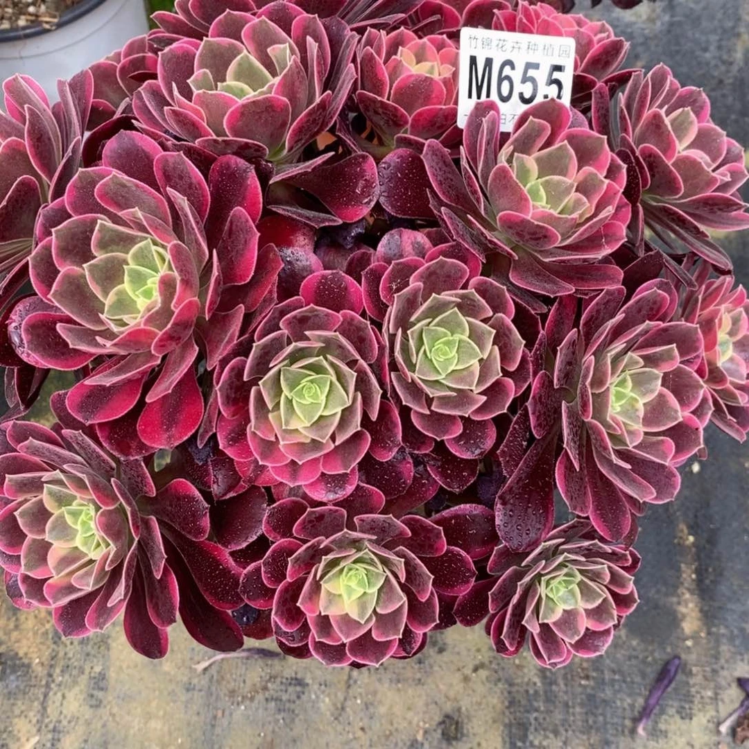 全部花朵655金丝雀嫩桩桩