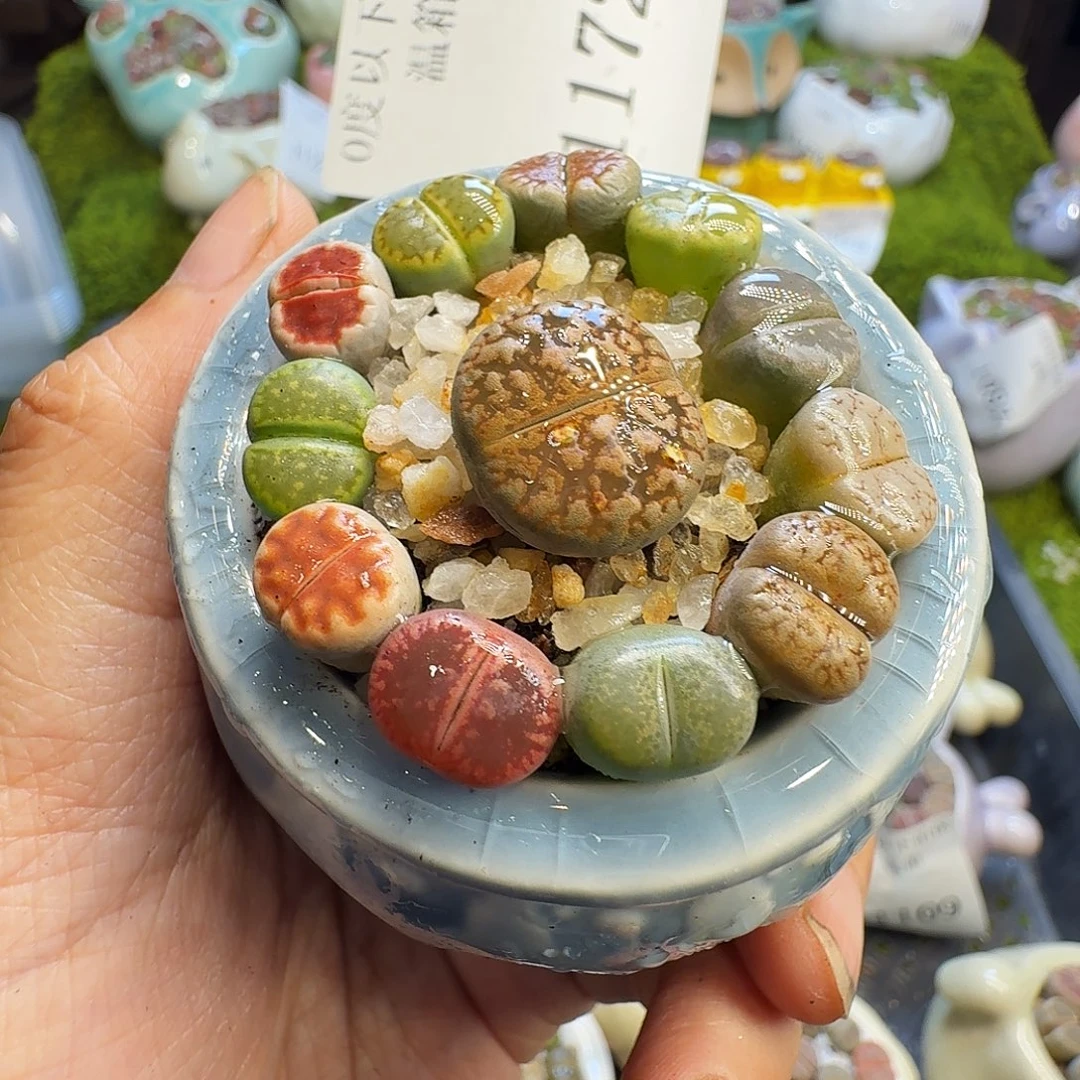 多肉植物福利冲1172