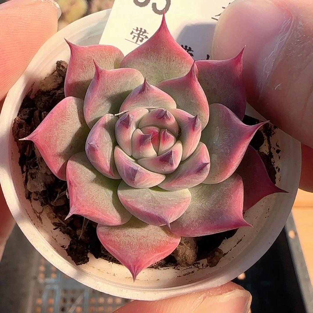多肉1207-55黑爪黑爪
