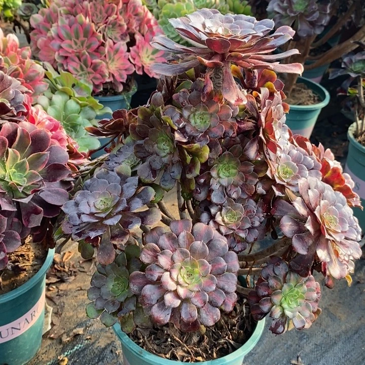 红桐中斑多肉植物63。
