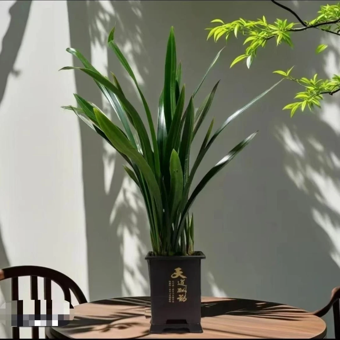 新品墨兰兰花带盆栽好建兰四季开花浓香型易活室内观赏花卉绿植