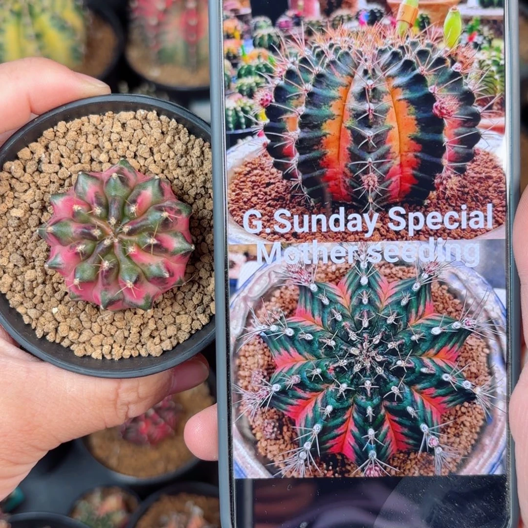 泰系米哈仙人球528