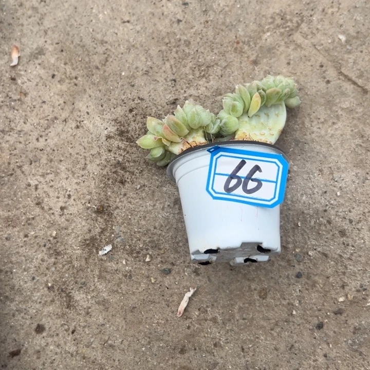 梅***～一物一拍白月影多肉66