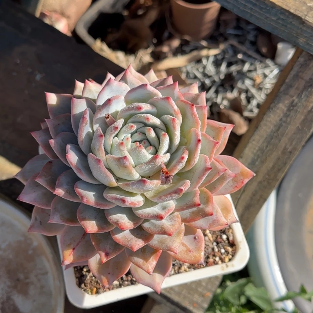 R***哥多肉植物的植物drzw