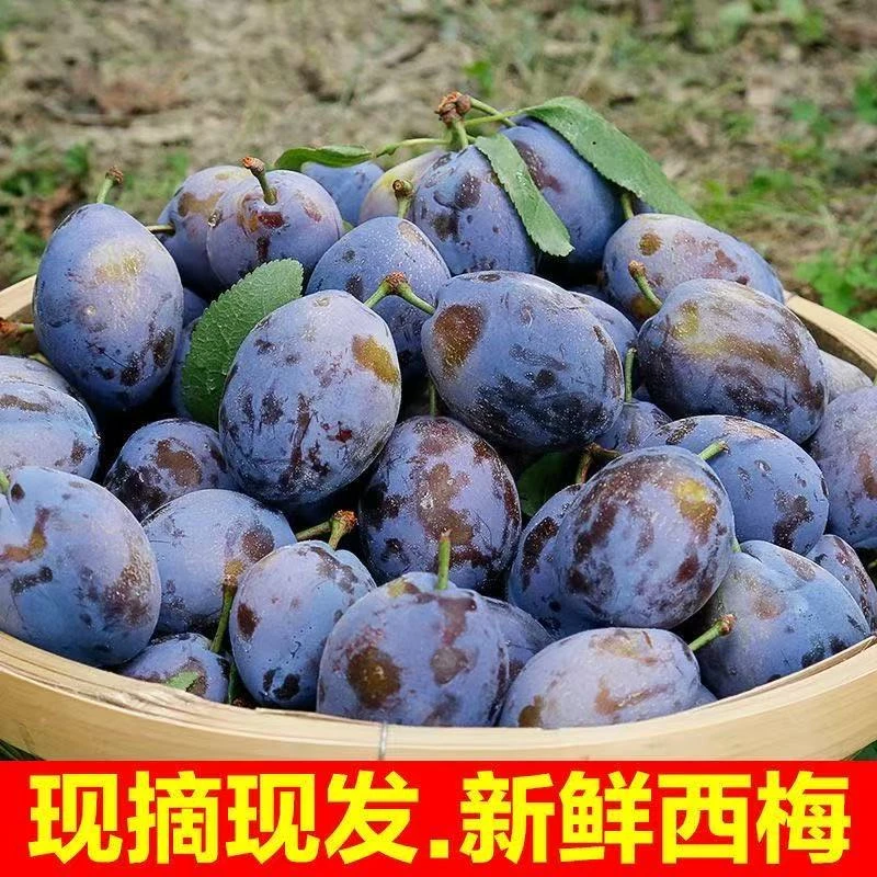 {到货放几天口感更佳}新鲜现摘西梅饱满多汁香甜可口当季水果