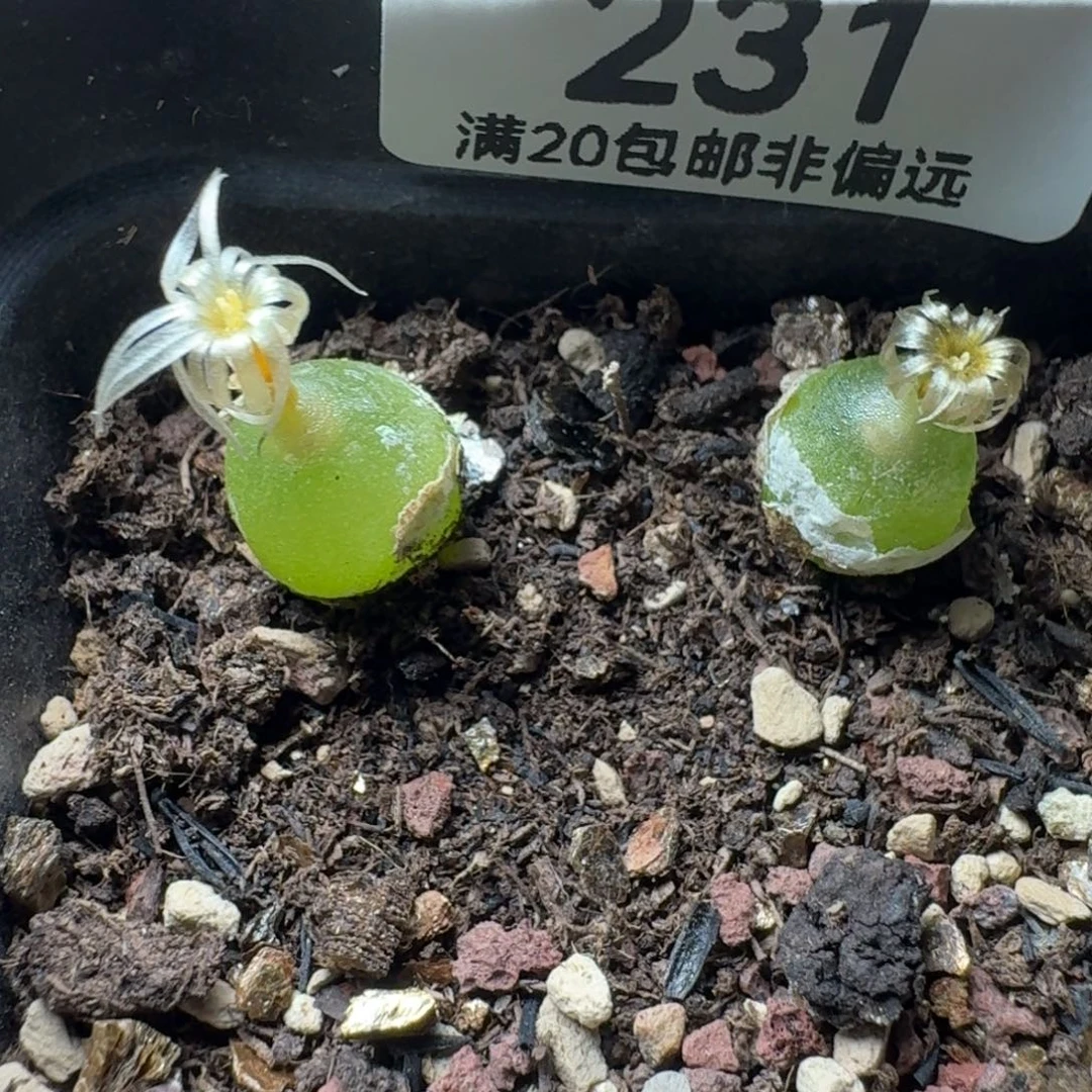 哈莫两颗带盆土