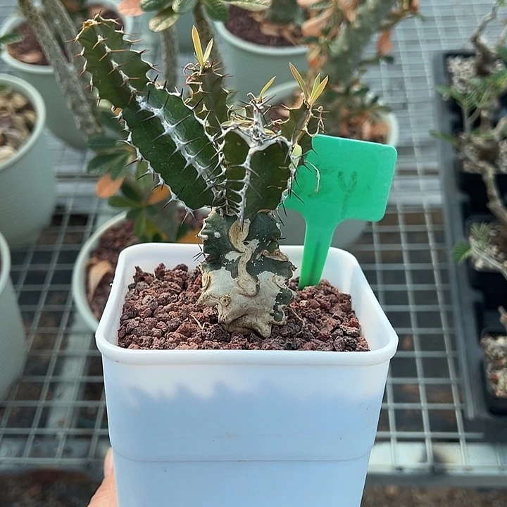 火山大戟多肉植物