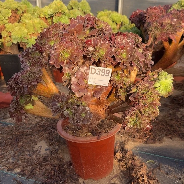 399欧紫一颗牙呀呀