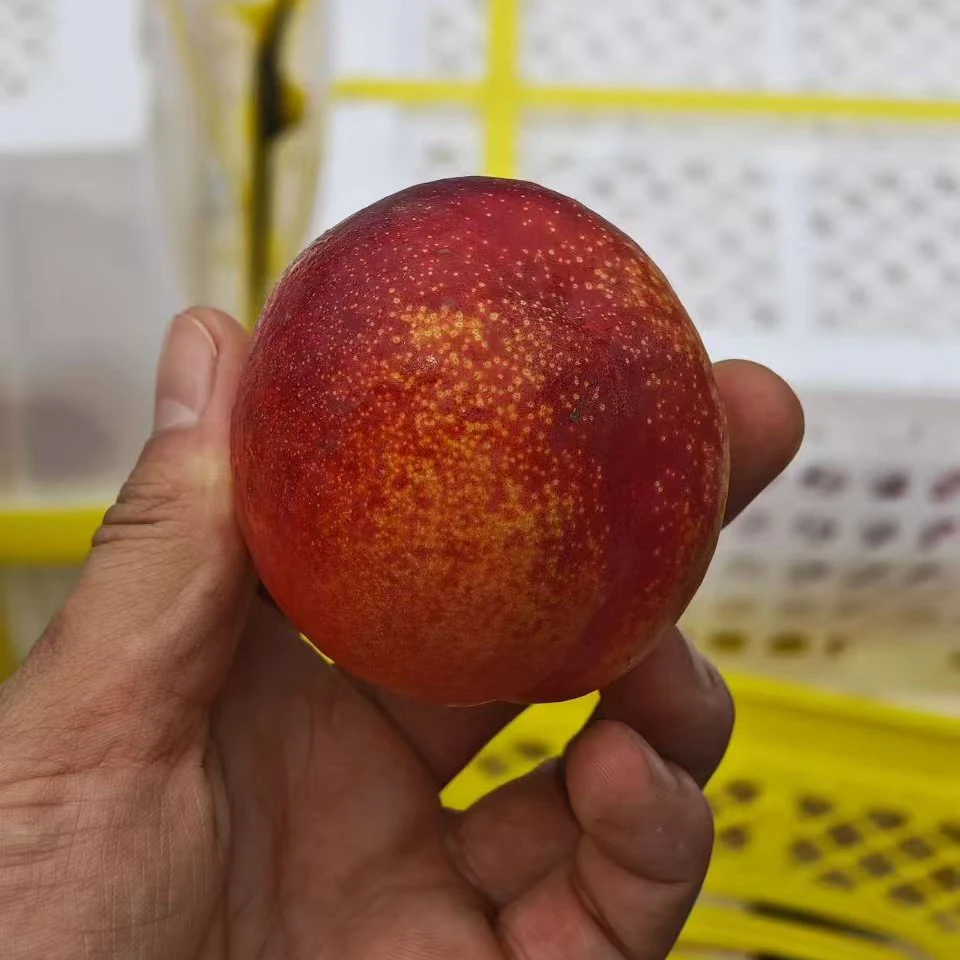 新疆火焰蜜桃油桃高糖高甜3斤净新疆维吾尔自治区