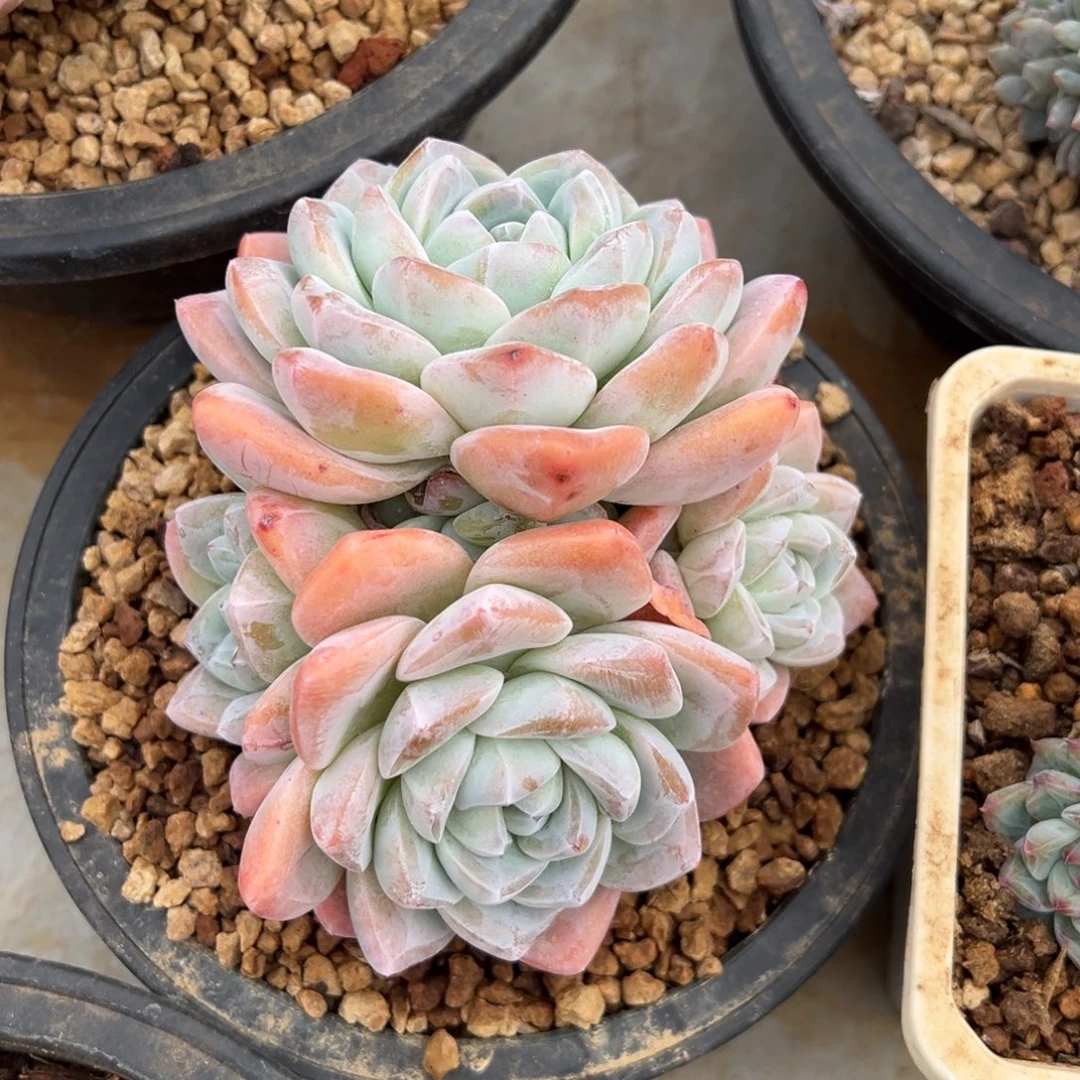 冰玉呀 老桩 夏鸣园艺