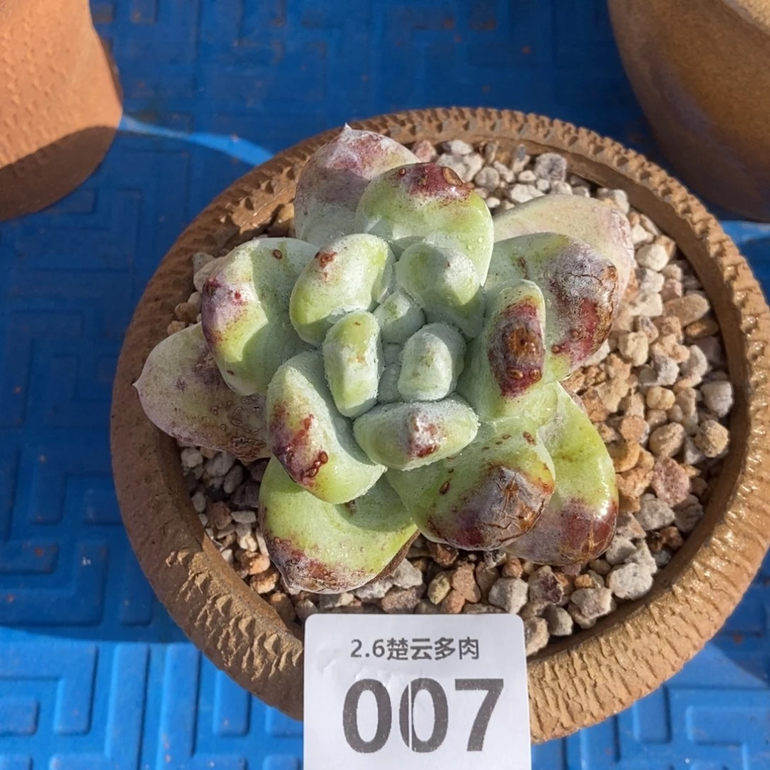 007圆叶拇指多肉植物