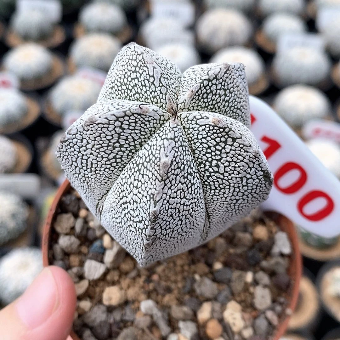 1100恩冢系列之福利来袭