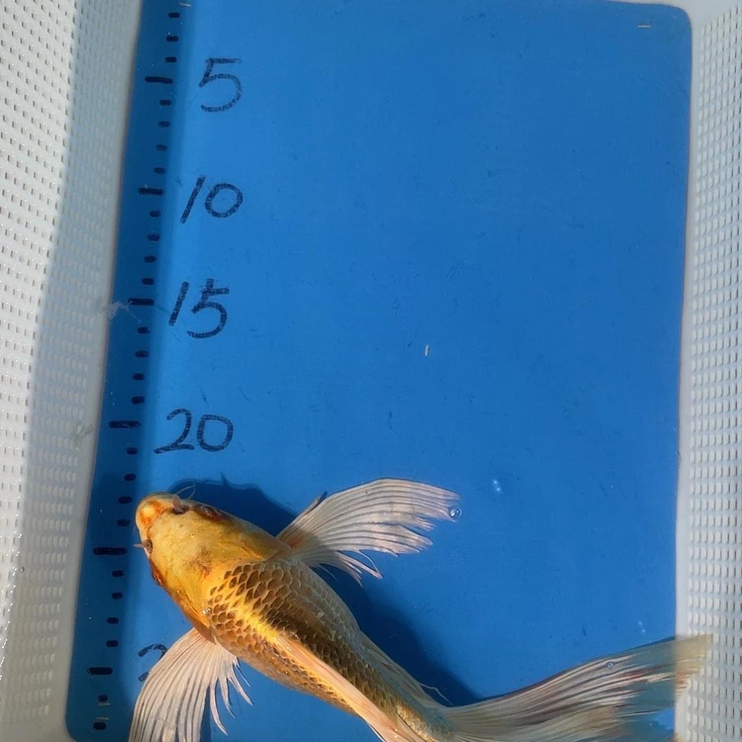 锦鲤锦鲤包邮包售后