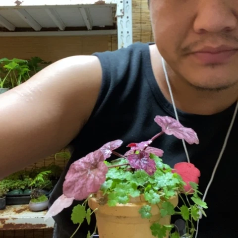 红陶一物一拍所见即所得217