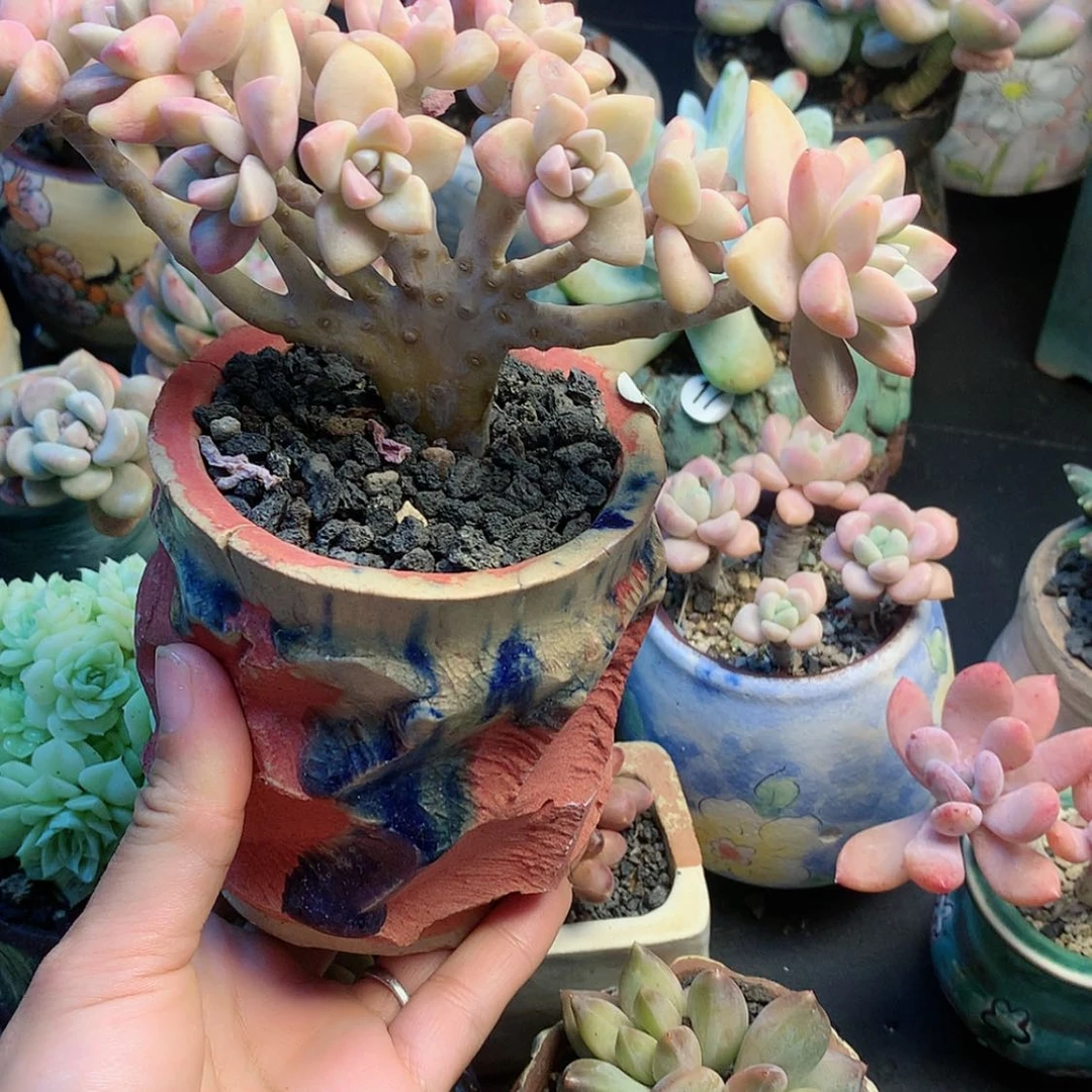 【闪购商品】鸩*鸩羽淡雪