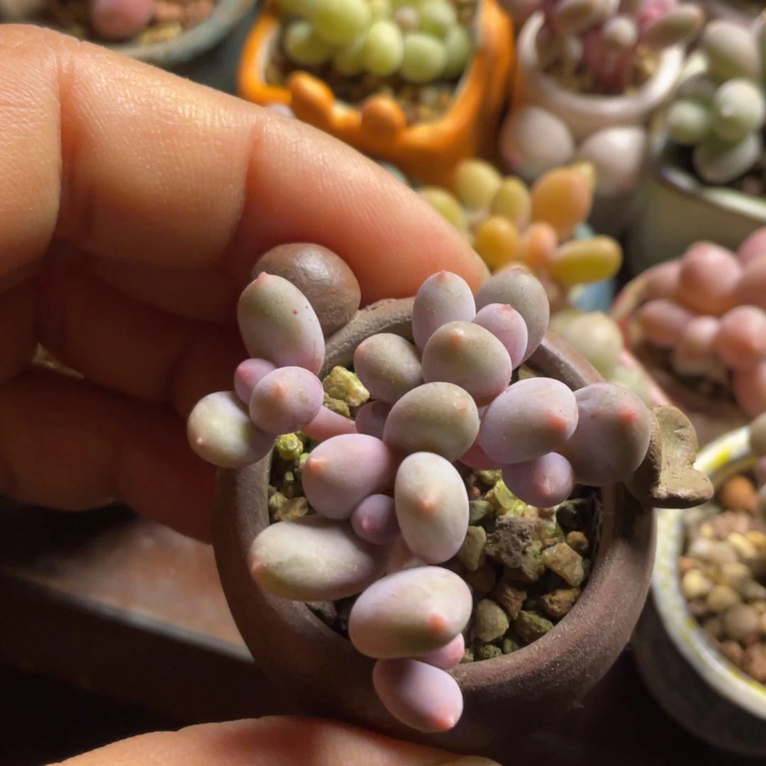 韩国正版彩虹奶酪多头群